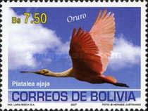 [Birds of Bolivia - Oruro, type BIK]