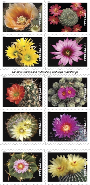 [Flora - Cactus Flowers, type ]