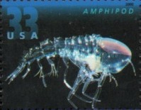 [Deep Sea Creatures, type DNJ]