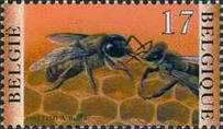 [Insects - Bees, type CAW]
