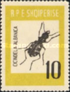 [Insects - Beetles, type LQ]