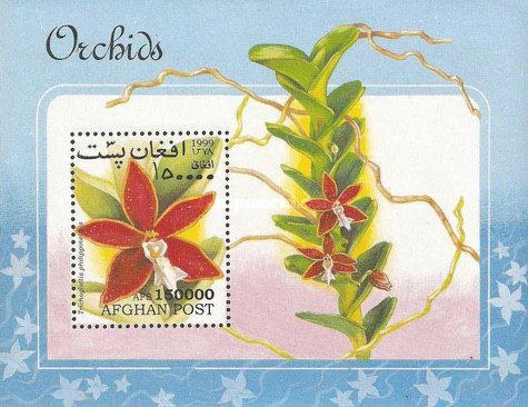 [Flowers - Orchids, type ]
