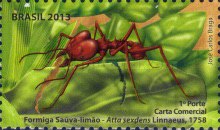 [Ants of Brazil, type EPU]