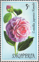[Flowers - Camellias, type AOA]