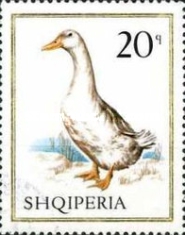 [Birds - Domestic Fowl, type ACE]