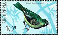 [Birds, type ALW]