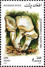 [Mushrooms, type AVJ]