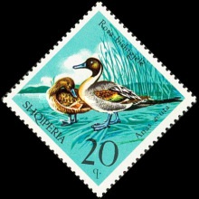[Birds - Wildfowl, type XNM]
