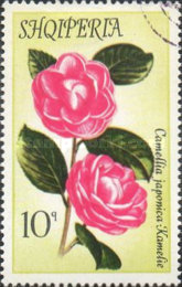 [Flowers - Camellias, type AOB]
