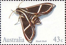[Insects, type APJ]