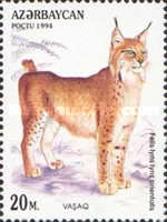 [Wild Cats, type DF]