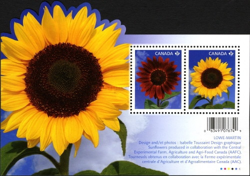 [Flora - Sunflowers, type ]