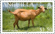 [Goats of Anguilla, type AUL]