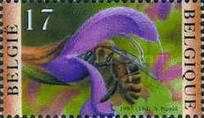 [Insects - Bees, type CAU]