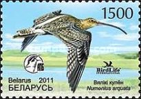 [Bird of the Year - Eurasian Curlew, type ADN]