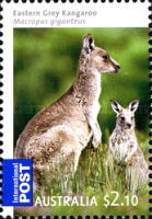 [Australian Bush Babies, type DFN]