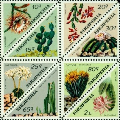 [Cactuses, type ]