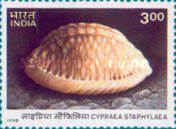 [Shells, type BEH]