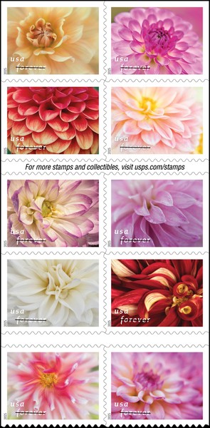 [Flowers - Dahlias, type ]