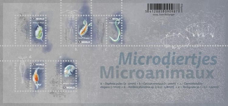 [Microanimals, type ]