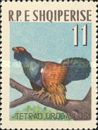 [Birds, type ZZS]