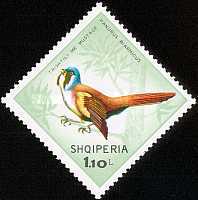 [Birds, type AFJ]