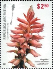 [Flowers - Orchids, type DNV]