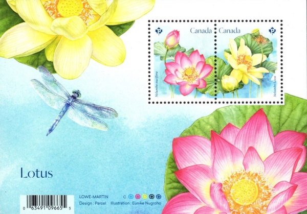 [Lotus Flowers, type ]