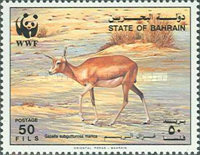 [The Goitered Gazelle, type JY]