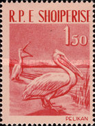 [Birds, type IN]