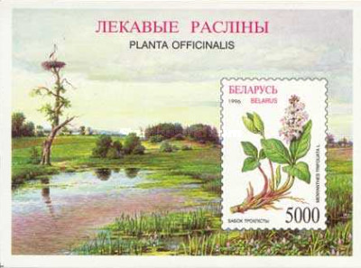 [Flora of Belarus - Herbs, type ]