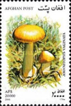[Mushrooms, type AVH]