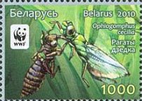 [WWF - Dragonfly the Green Snaketail, type ACO]