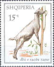 [Domestic Goats, type ADV]