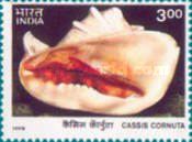 [Shells, type BEG]