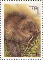 [European Beaver, type CI]