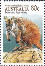 [Animals, type ANK]