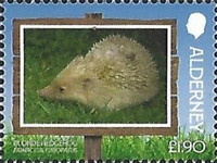[Blonde Hedgehog, type AES]