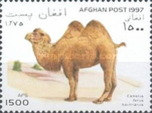 [Llamas & Camels, type ANN]