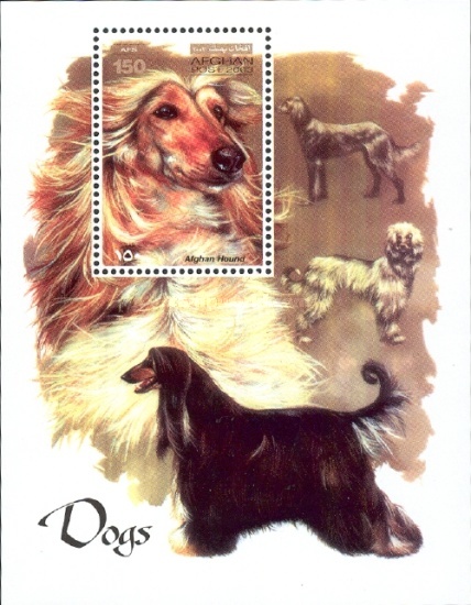 [Dogs, type ]