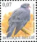 [Fauna - Stock Dove, type CNK]