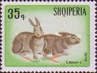 [Rabbits & Hares, type ABM]