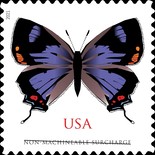 [Insects - Colorado Hairstreak, type ILT]