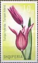 [Flowers - Tulipans, type ALA]