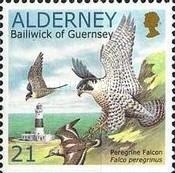[Birds - The Peregrine Falcon, type EO2]