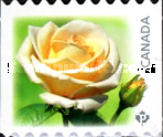 [Flowers - Roses, type DFV1]