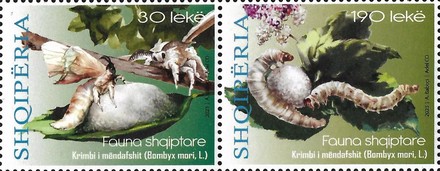 [Albanian Fauna - Silkworm (Bombyx mori, L.), type ]