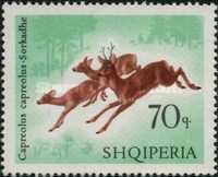 [European Roe Deer, type AAT]