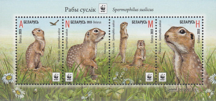 [WWF - Speckled Ground Squirrel, type ]