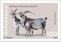 [Rare Livestock Breeds - Blob Goat, type EEX]